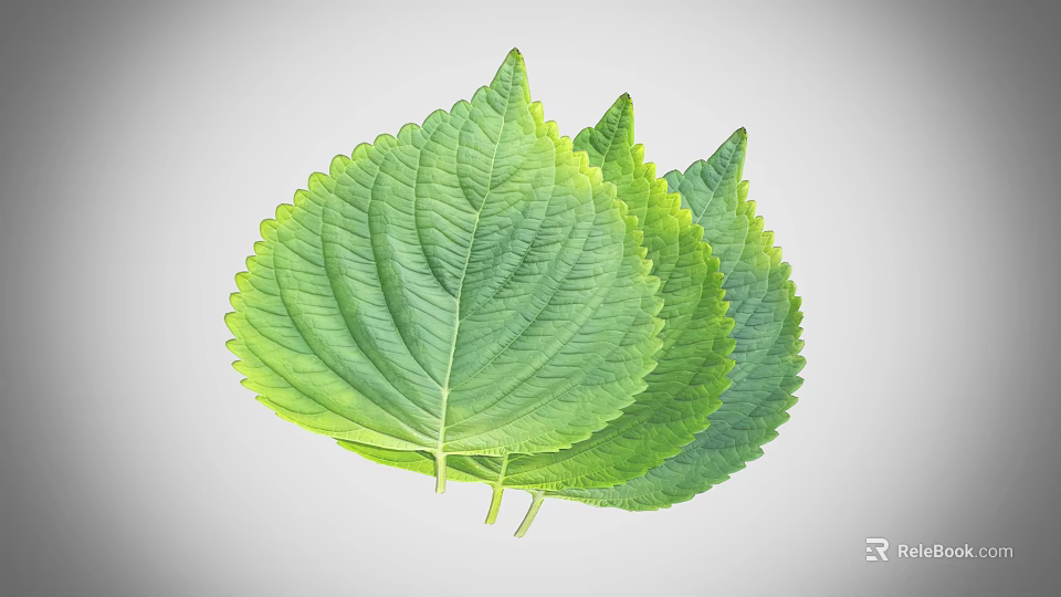 Three Fresh Green Plant Leaves With Vibrant Veins And Natural Texture 3d model 