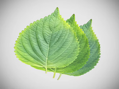 Three Fresh Green Plant Leaves With Vibrant Veins And Natural Texture 3d model