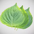 Three Fresh Green Plant Leaves With Vibrant Veins And Natural Texture