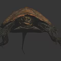 Reddish Brown Turtle With Shiny Carapace And Detailed Limbs On Dark Background