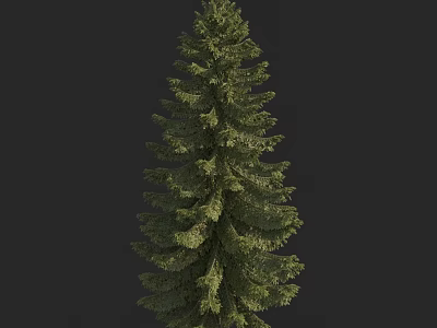Tall Evergreen Arbor With Lush Green Foliage Dense Branches And Natural Shape 3d model