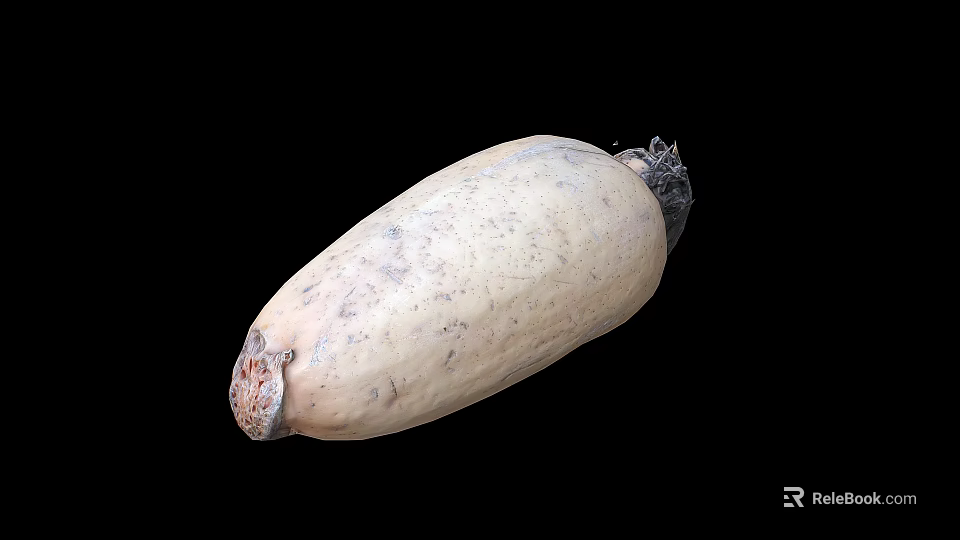 Fresh Whole Lotus Root With Natural Skin And Raw Organic Texture 3d model 