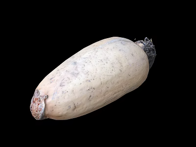 Fresh Whole Lotus Root With Natural Skin And Raw Organic Texture 3d model