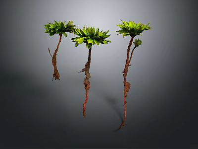 Three Green Leafy Plants With Red Roots Growing Against Dark Background 3d model