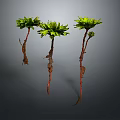 Three Green Leafy Plants With Red Roots Growing Against Dark Background 3d model
