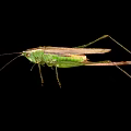 Green Grasshopper With Long Antennae And Slender Legs On Black Background
