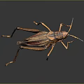 grasshopper insect cartoon locust animation locust anime locust anime game character 3d model