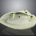 White Clam Shell With Oval Shape Textured Edge And Small Hole On Dark Background
