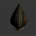 Clam Showing Natural Coloration With Textured Brownish Orange Shell On Gray Background