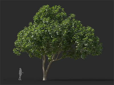 Lush Green Arbor with Dense Foliage and Strong Trunk Beside Human Silhouette for Scale 3d model