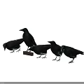 Five Black Birds Standing On A Small Platform Foraging And Pecking In Natural Setting