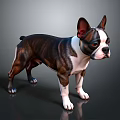 Boston Terrier Dog With Brown Black And White Coat Standing On Shiny Floor