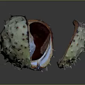 Split Spiky Chestnut Shell Revealing Red Kernel On Dark Background