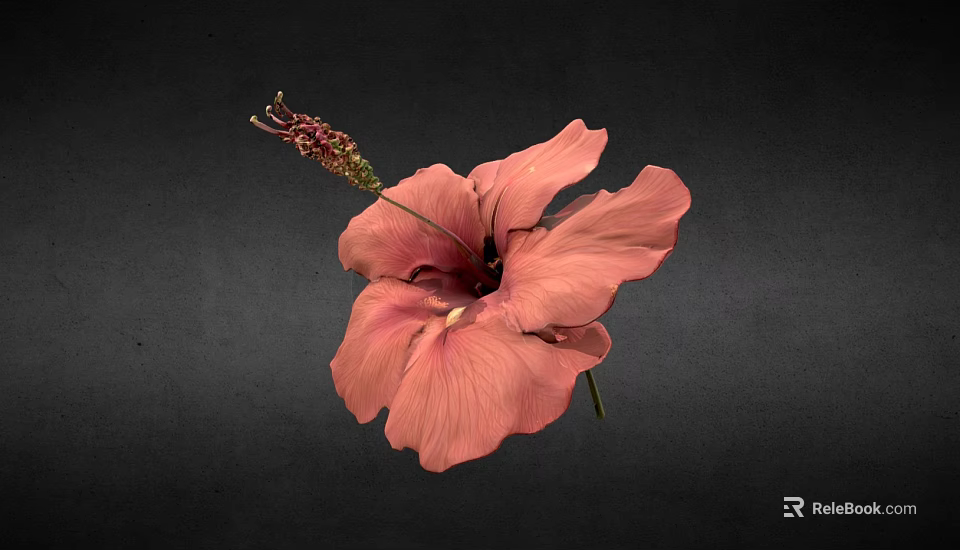 Vibrant Pink Hibiscus Flower With Small Green Bud On Black Background 3d model 