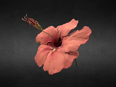 Vibrant Pink Hibiscus Flower With Small Green Bud On Black Background 3d model