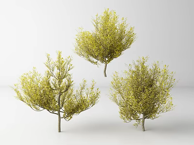 Three Lush Arbor Trees With Yellow Leaves And Branches On White Background 3d model