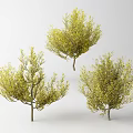Three Lush Arbor Trees With Yellow Leaves And Branches On White Background