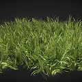 Lush Sunlit Green Grass With Tall Blades And Natural Healthy Growth