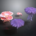 Colorful Pink and Purple Umbrella Shaped Plants with Feather Like Petals Against Black Background