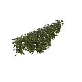 Lush Green Bonsai Plant with Hanging Foliage and Vibrant Leaf Details