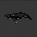 Detailed Realistic Whale 3D Model with Black Body White Spots on Gray Background