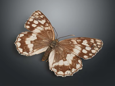 Brown and White Spotted Butterfly With Intricate Wing Patterns On Dark Background 3d model