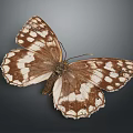 Brown and White Spotted Butterfly With Intricate Wing Patterns On Dark Background