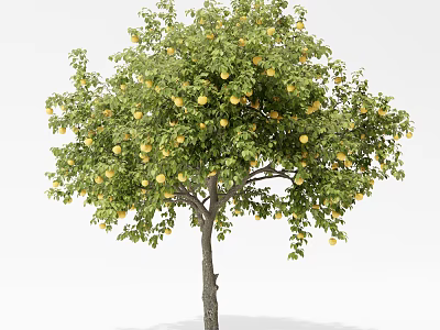 Vibrant Fruit Bearing Tree With Lush Green Leaves And Yellow Fruits 3d model