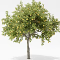 Vibrant Fruit Bearing Tree With Lush Green Leaves And Yellow Fruits