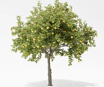 Modern Apricot Tree Apple Tree Lemon Tree Pear Tree Fruit Tree Orange Tree Landscape Tree Arbor 3d model