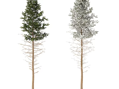 Two Arbor Trees with Green Foliage and Snowy White Branches Brown Trunks 3d model