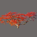 Vibrant Arbor With Red And Orange Leaves And Curved Trunk In Autumn