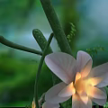 Beautiful Pink Flower With Soft Petals And Green Vines In Natural Garden