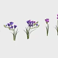 Purple Flowering Plants In Various Growth Stages With Green Stems And Fresh Blooms