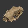 Detailed 3D Animal Skull Model With Sharp Teeth And Bone Structure