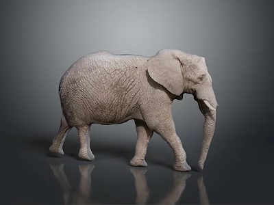 Gray Elephant With Detailed Skin Texture Large Ears And Long Trunk On Reflective Surface 3d model