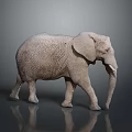 Gray Elephant With Detailed Skin Texture Large Ears And Long Trunk On Reflective Surface