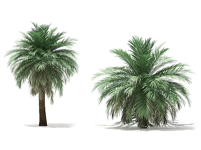 Tall Lush Palm Trees With Green Fronds And Straight Trunks In White Background 3d model