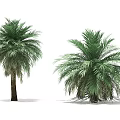 Tall Lush Palm Trees With Green Fronds And Straight Trunks In White Background
