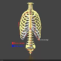 Human Limb Bones Anatomical Model Displaying Labeled Bone Names And Detailed Parts