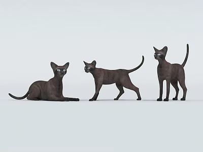 Pet Cat Black Cat 3d model Pet Cat Black Cat 3d model