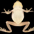 Green Frog With Brown Eyes And Light Underbelly Against Black Background