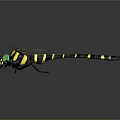 Black and Yellow Striped Dragonfly With Green Glowing Eyes Transparent Wings on Black Background