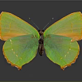 Vibrant Green And Orange Butterfly With Colorful Wings On Dark Background