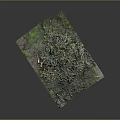 Dense Green Clustered Plants With Small Yellow Flowers On Textured Mossy Ground