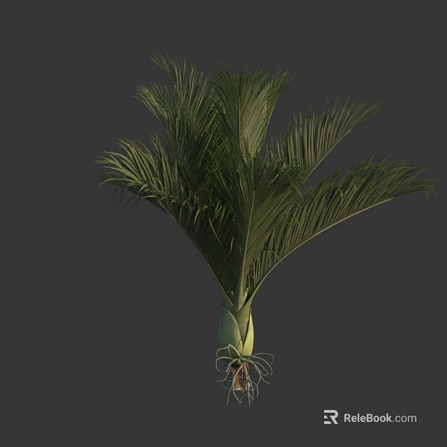 Healthy Palm Tree With Lush Green Fronds And Tall Straight Trunk In Natural Scene 3d model 