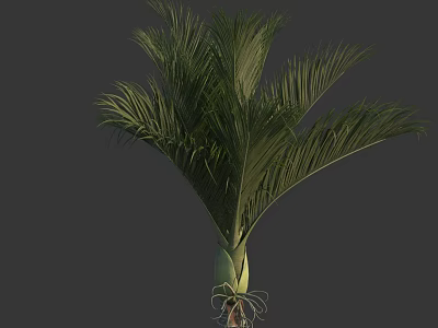 Healthy Palm Tree With Lush Green Fronds And Tall Straight Trunk In Natural Scene 3d model