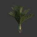 Healthy Palm Tree With Lush Green Fronds And Tall Straight Trunk In Natural Scene
