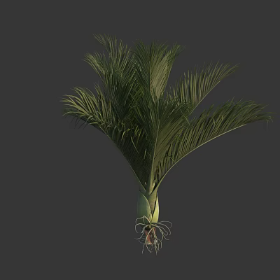 Healthy Palm Tree With Lush Green Fronds And Tall Straight Trunk In Natural Scene 3d model