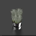 Bonsai Potted Plant With Silver Gray Foliage In Black Pot On Blue Reflective Surface